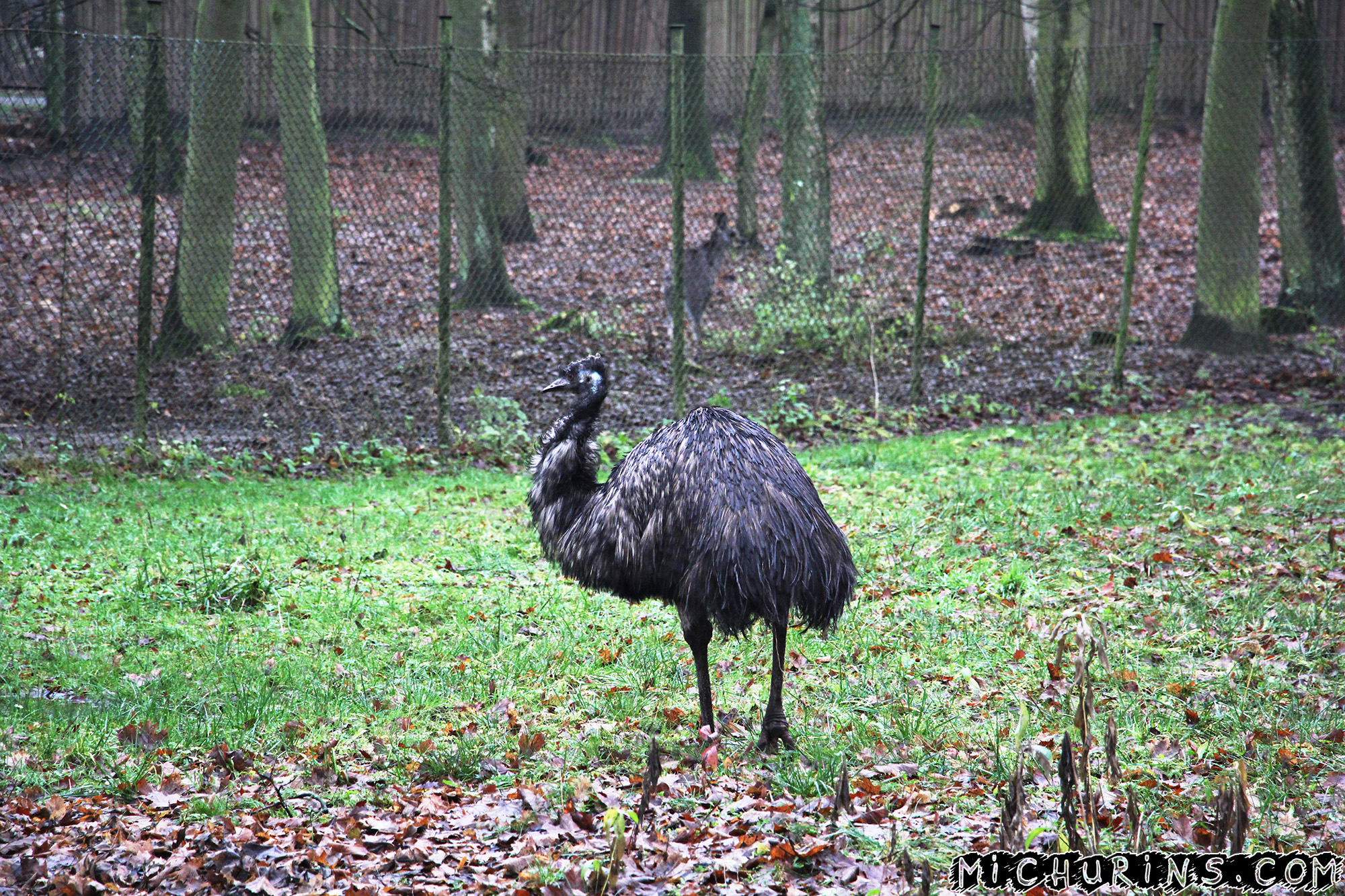 Те же и страус