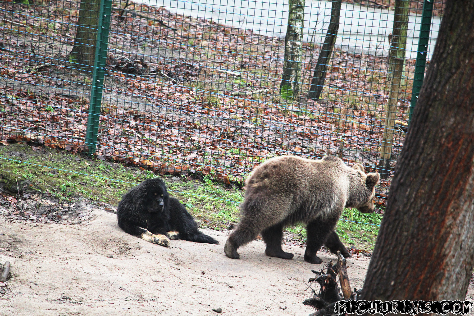 Мишка Чисна со своей воспитательницей Бари - тибетским мастифом