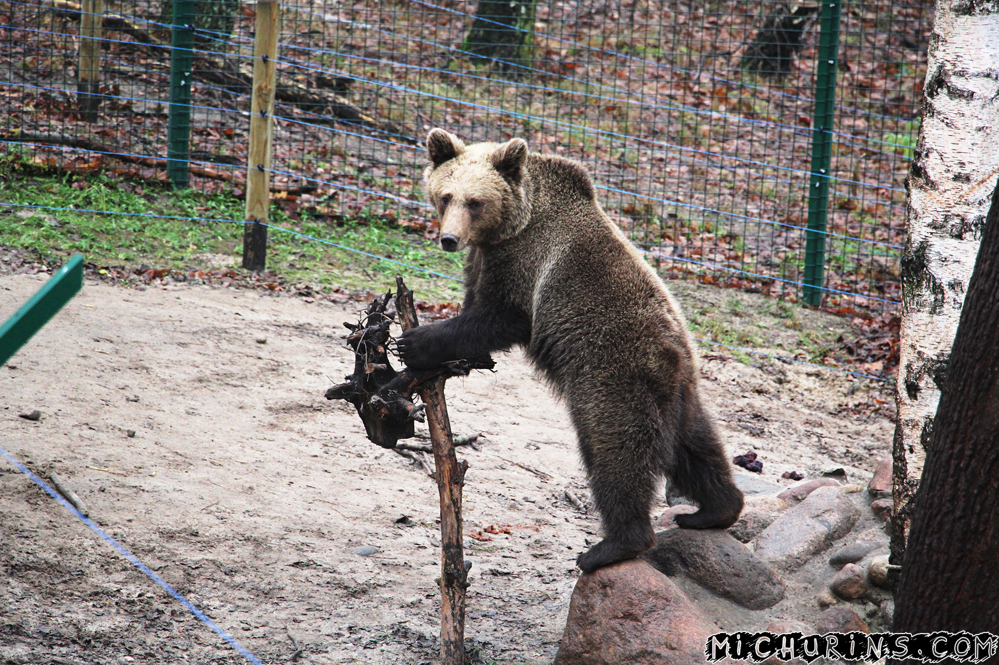 Чисна - была найдена в лесу в возрасте 4 месяцев. Сейчас счастливо живёт в зоопарке Познани