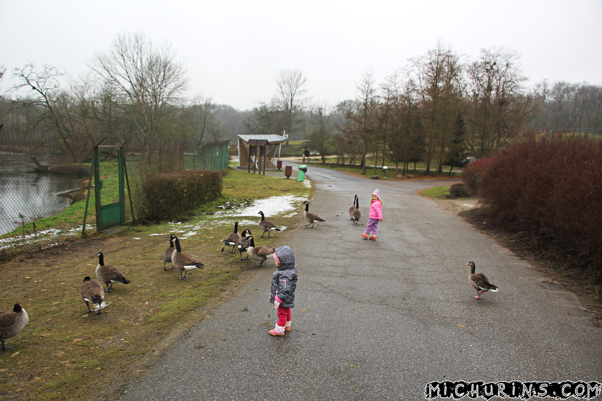 Гуси и дети