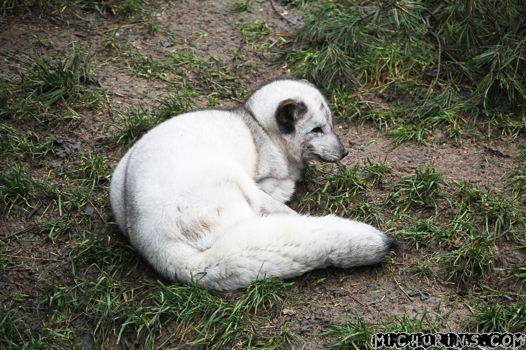 Песец (простите)